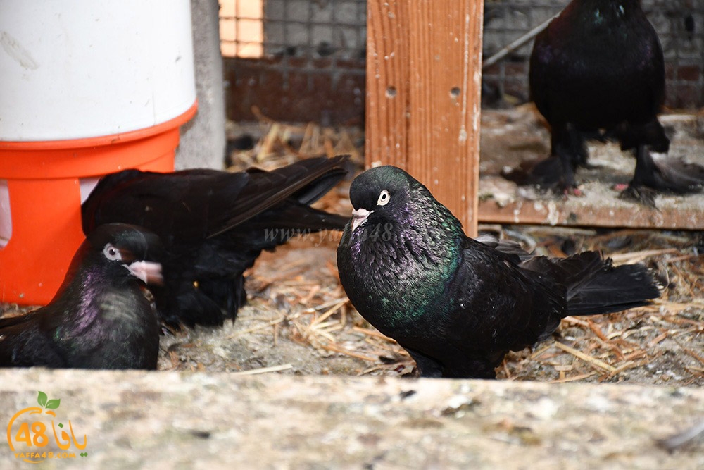 zohdi 3ashoor (37).jpeg